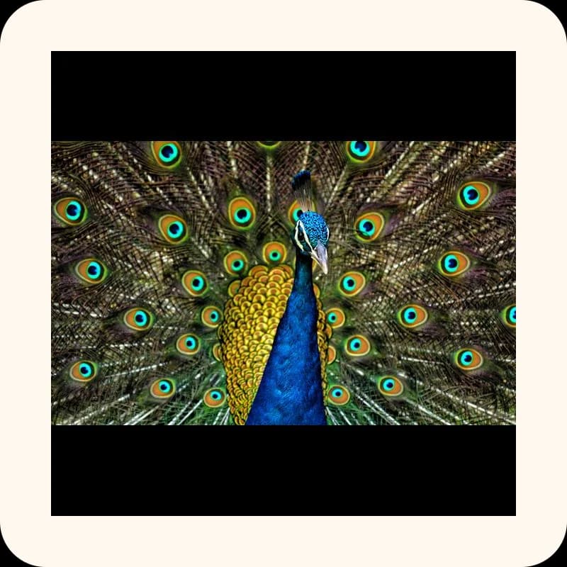 peacock