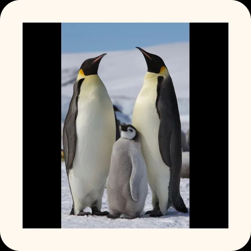 penguin