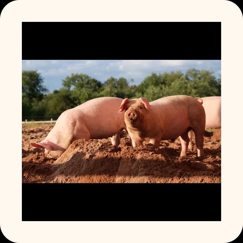 pig