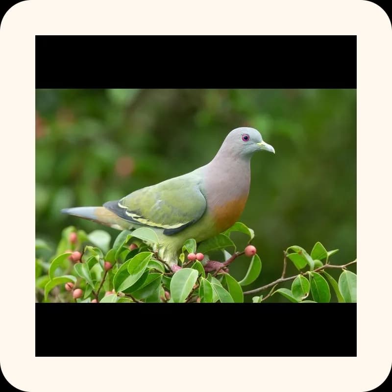 pigeon