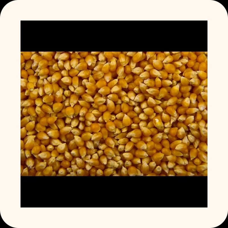 popcorn