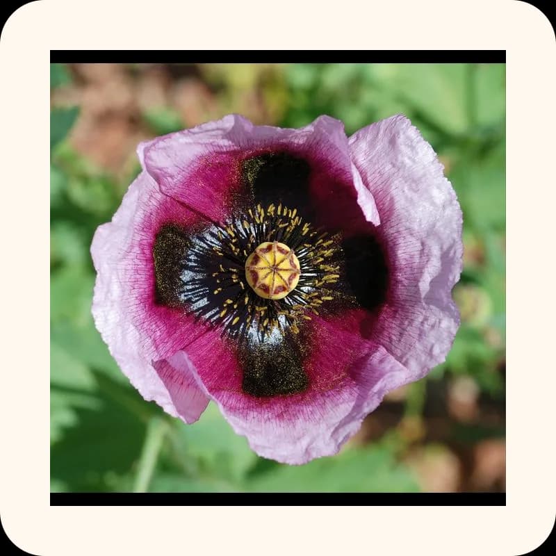 poppy