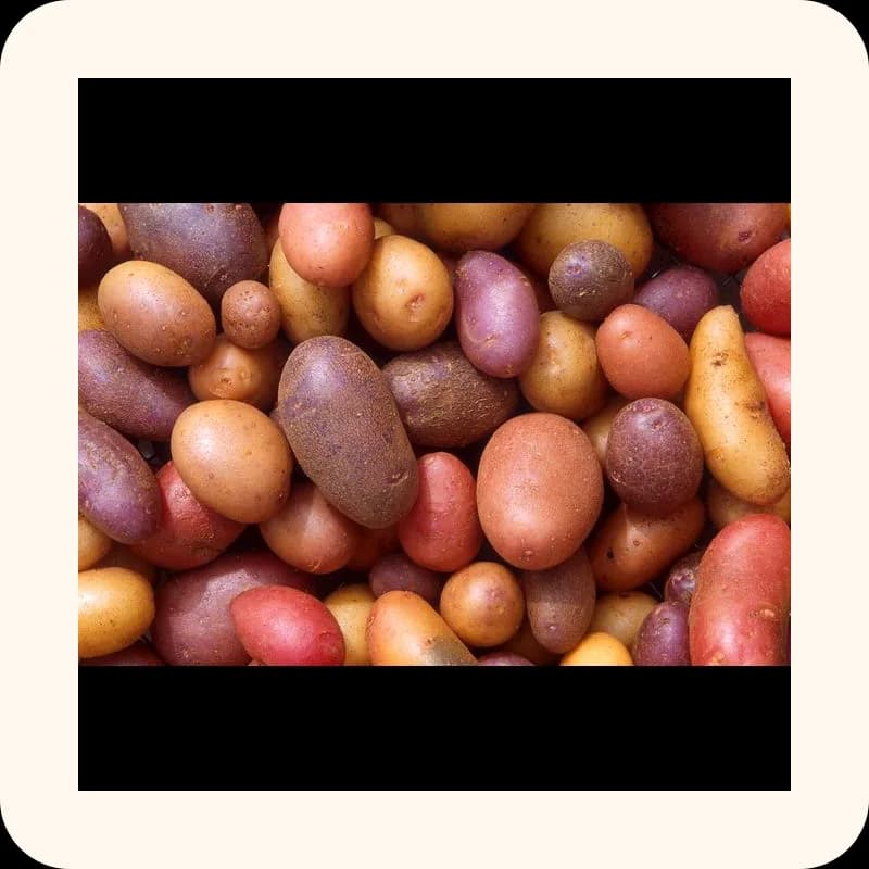 potato