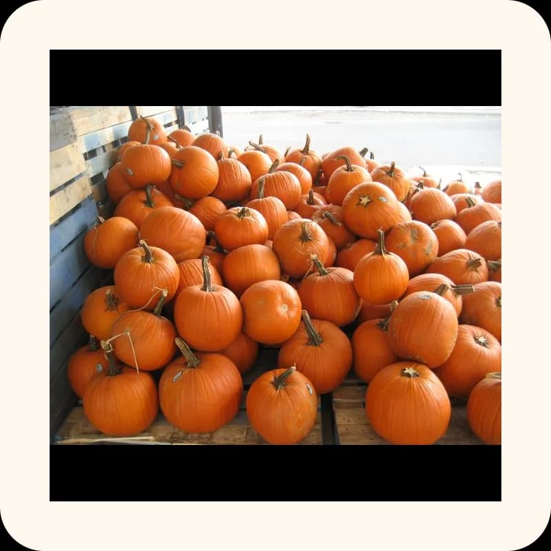 pumpkin