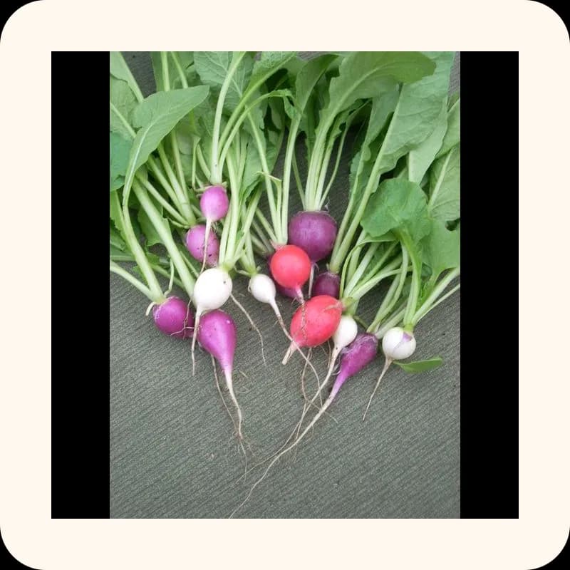 radish