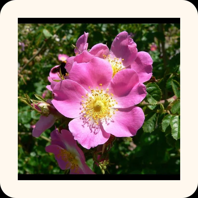rose