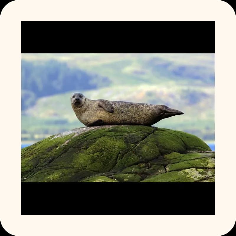 seal