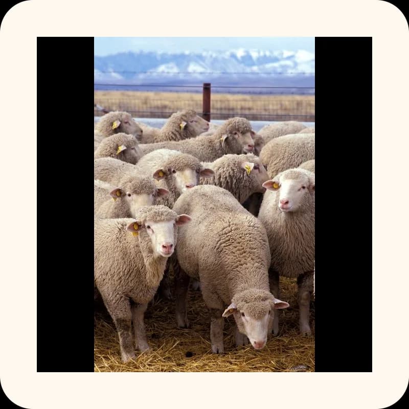 sheep