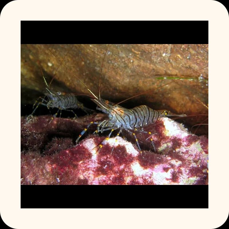 shrimp