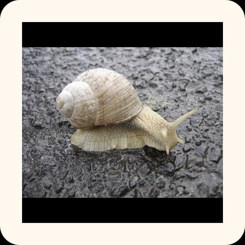 snail