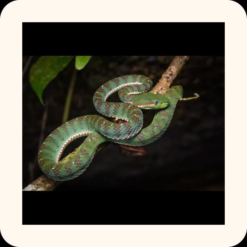 snake