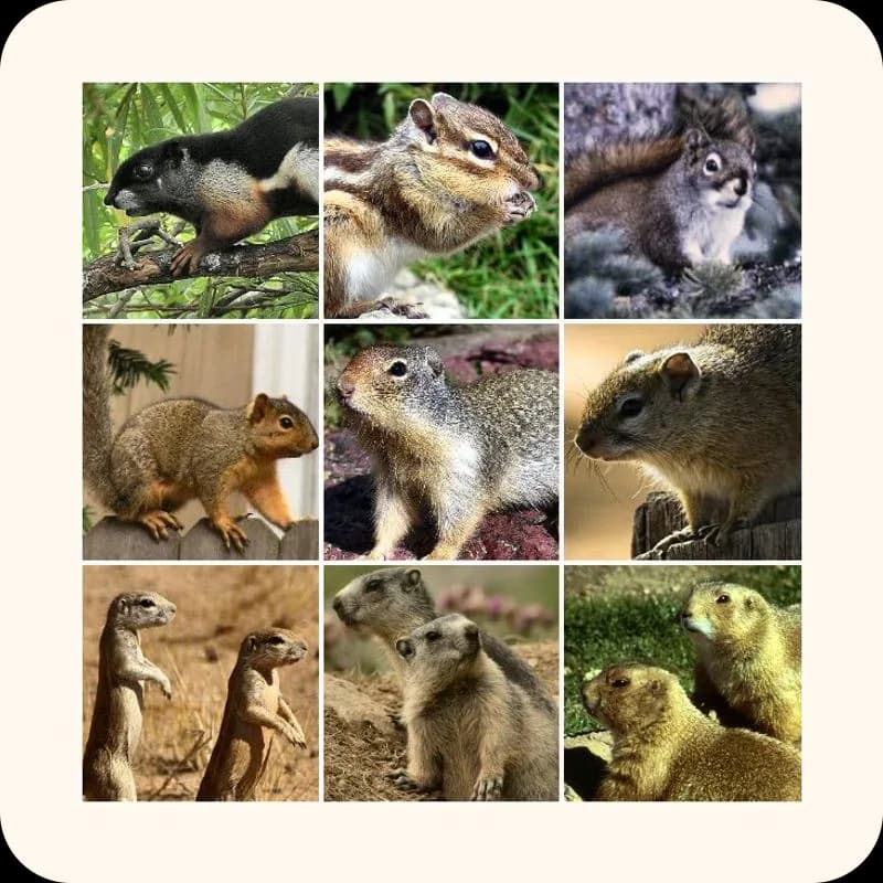 squirrel