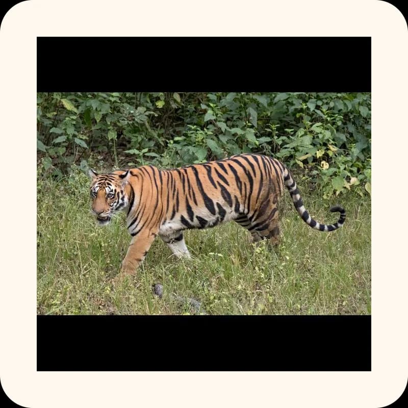 tiger