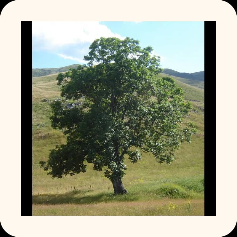 tree
