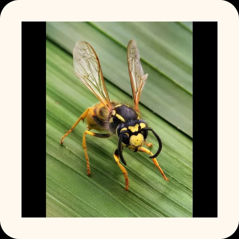 wasp