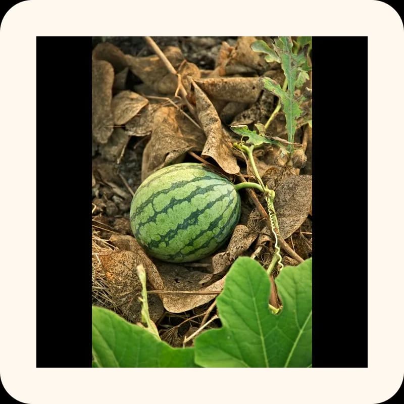 watermelon
