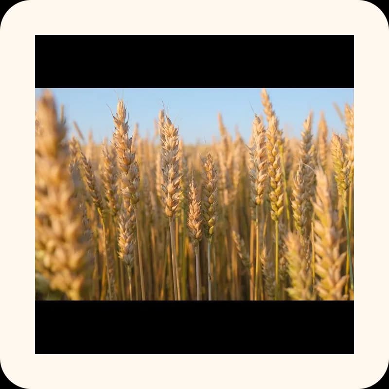 wheat