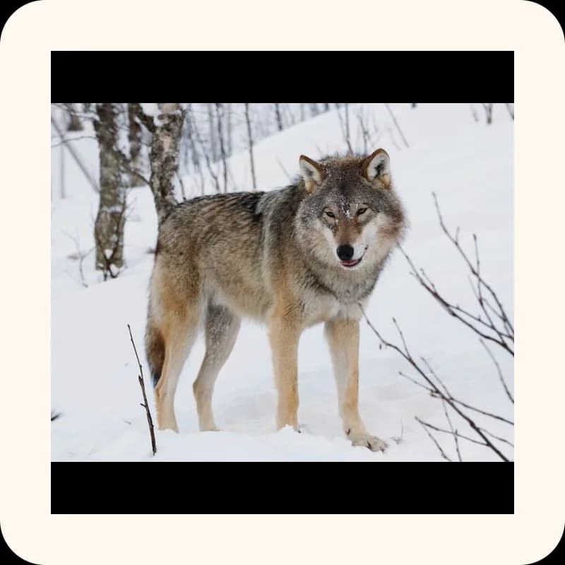 wolf