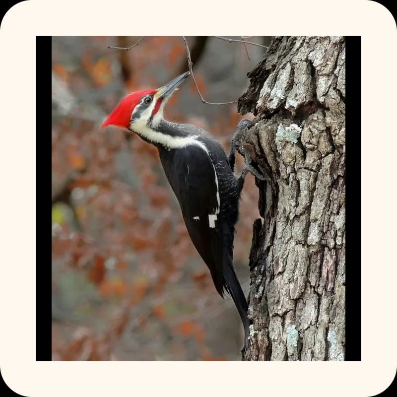 woodpecker