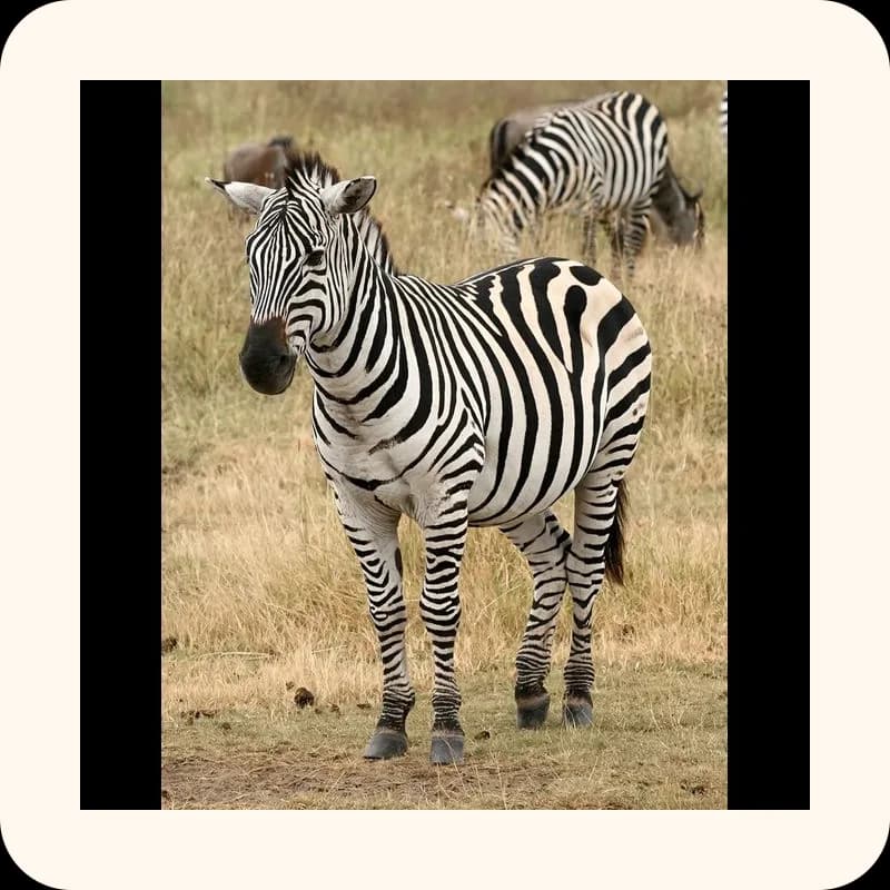 zebra